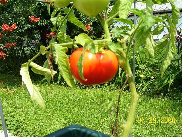 mypicture_300.jpg
