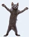 catdance